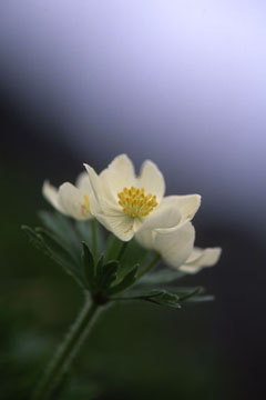 蝦夷白山一華、白貴花