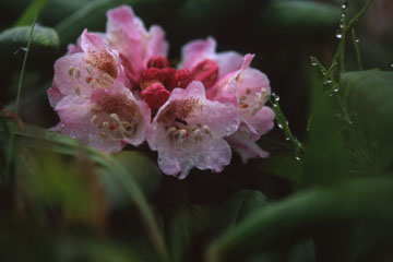 白山石楠花、祝福の花冠