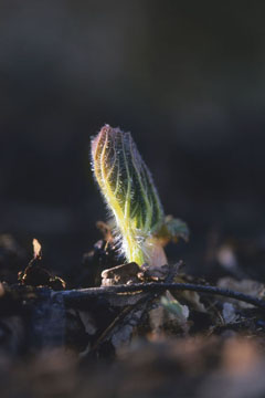 大花独活、七色の芽