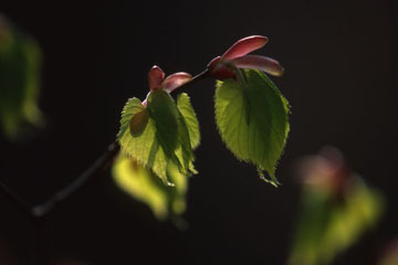 科の木、萌緑光