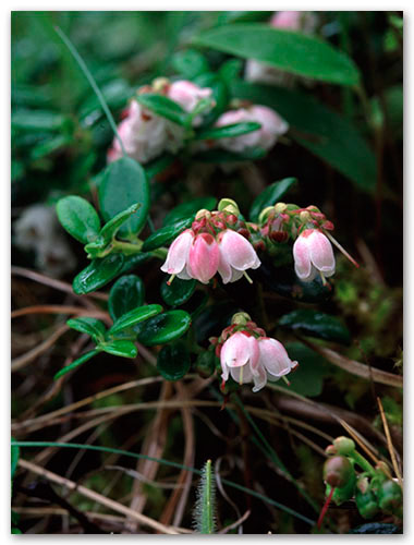 北海道の植物たち コケモモ 苔桃