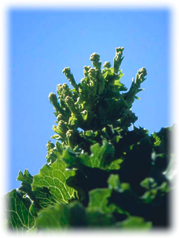 野菜の花たち レタス